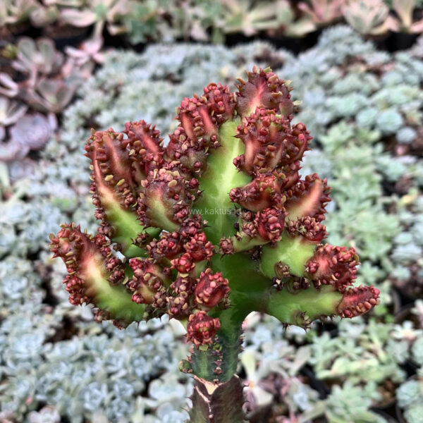 1048. Euphorbia Lactea Monstrose Red Dragon ( Appendix II – Special Permit Needed* )