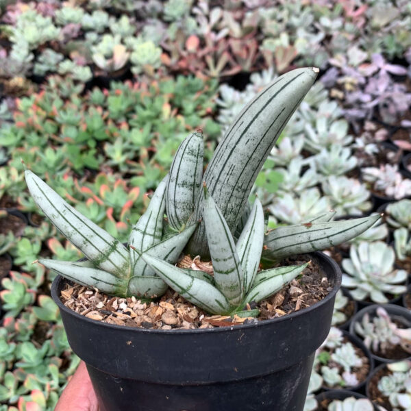 1049. Sansevieria Boncel Platinum Cluster