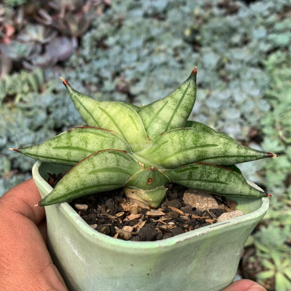 1051. Sansevieria Vienna