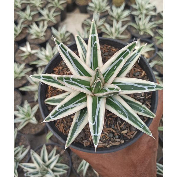 1053. Agave White Rhino Small Pot 12 Cm