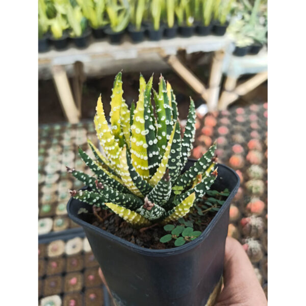 1053. Haworthia Pumila Donuts Brazilian Flag Variegated