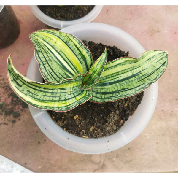 1059. Sansevieria Cleopatra Variegated Pot 15 cm