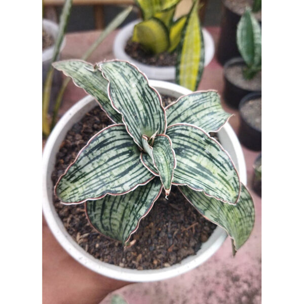 1060. Sansevieria Cleopatra Variegated Pot 12 Cm