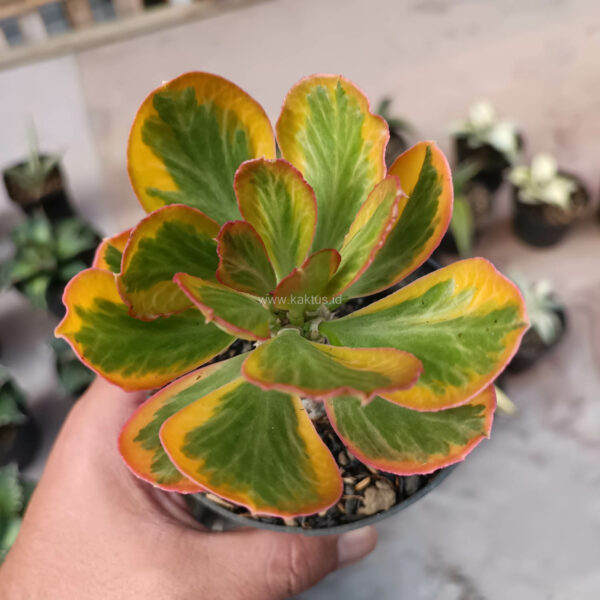 1061. Euphorbia Poissonii Variegated Pot 10 cm ( Appendix II – Special Permit Needed* )