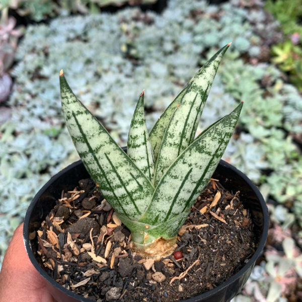 1063. Sansevieria Manja