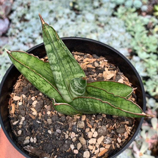 1064. Sansevieria Srikandi