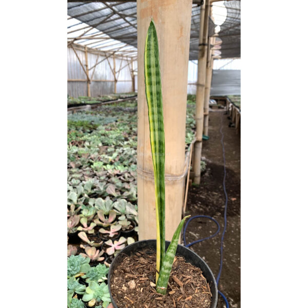 1067. Sansevieria Parva Stick Variegated