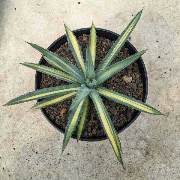 1068. Agave Macrocanta Variegated