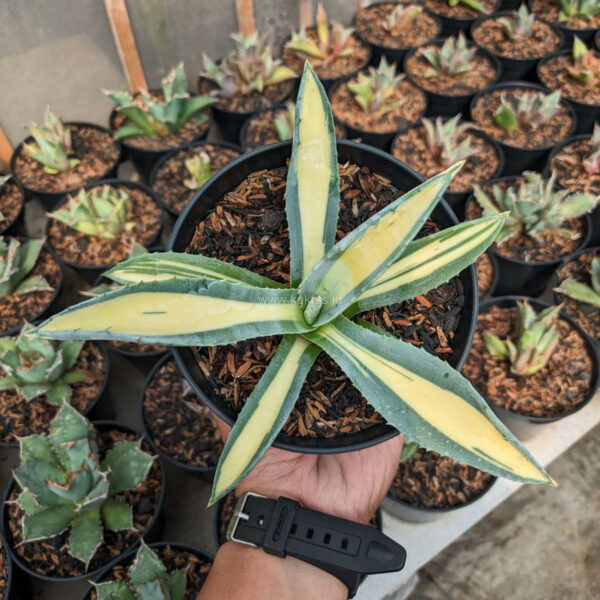 1070. Agave Americana Mediopicta Variegated