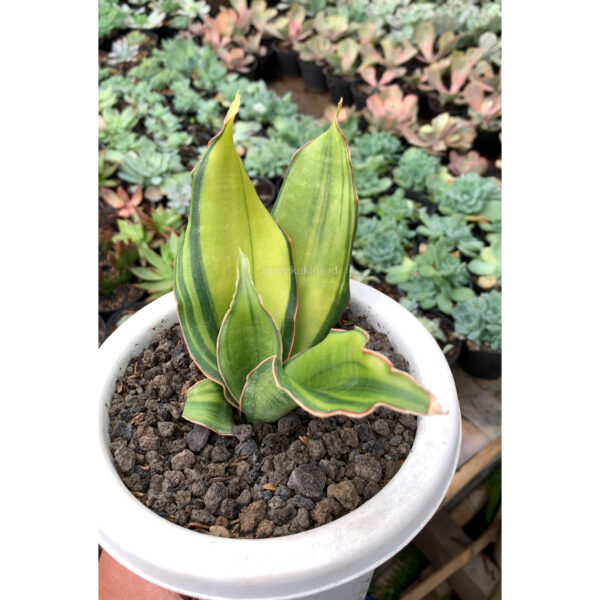 1073. Sansevieria Black Rose Variegated