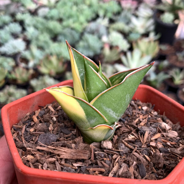 1074. Sansevieria Tower Hybrid Variegated