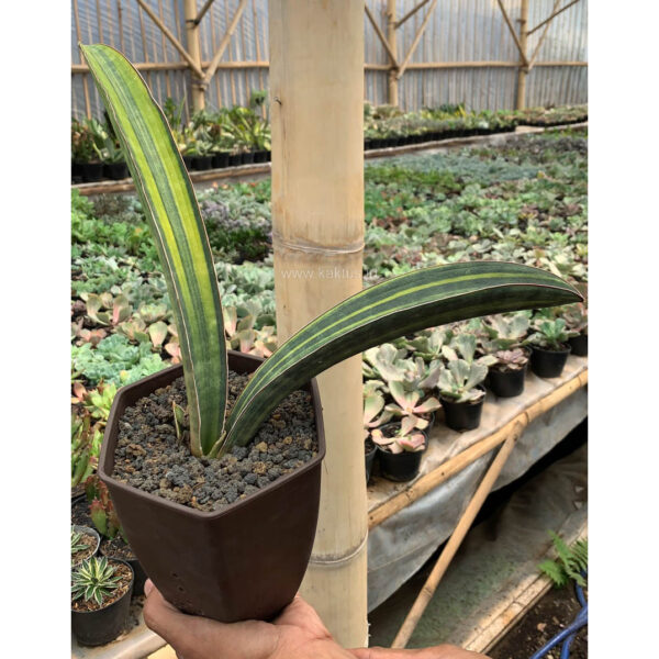 1076. Sansevieria Baseball Variegated