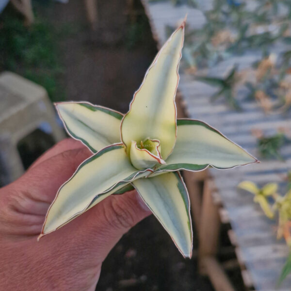 1077. Sansevieria Robusta Dwarf Aurea Variegated