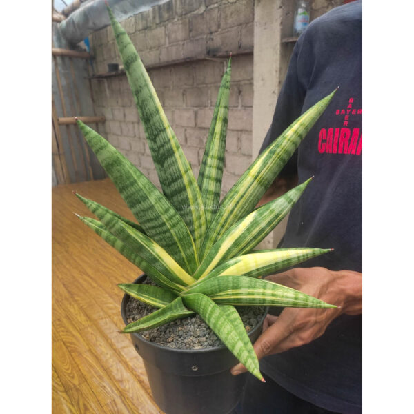 1102. Sansevieria Marsa Anjani Variegated Wide 30 Cm Height 35 Cm