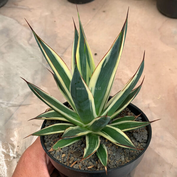 1058. Agave Burn Burgundy Variegated