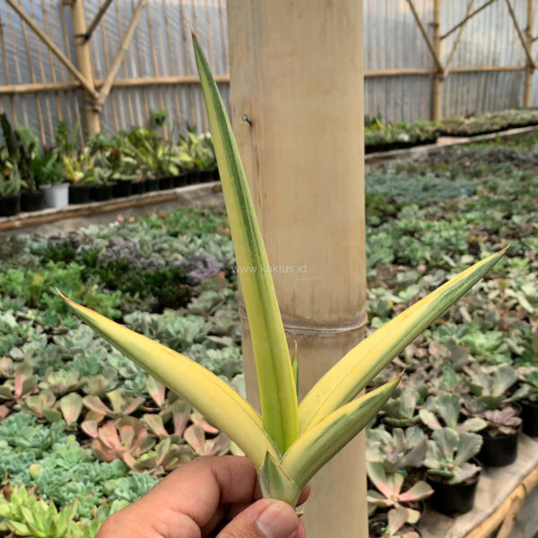 1079. Sansevieria Downsi Chahinian Aurea Variegated