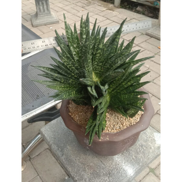 1080. Sansevieria Hahnii Cristata Size 30 Cm