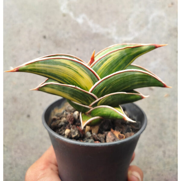 1032. Sansevieria Rorida Variegated