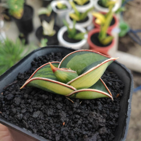 1166. Sansevieria Rorida Lite Variegated