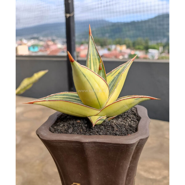 1082. Sansevieria Pinguicula Variegated Height 8 Cm