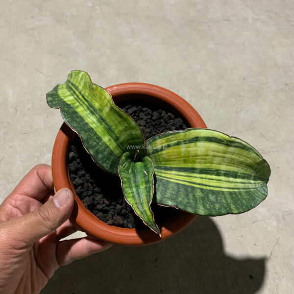 1083. Sansevieria Hawaiian Star Variegated