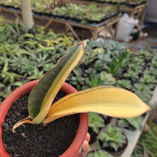 1084. Sansevieria Super Pink Variegated