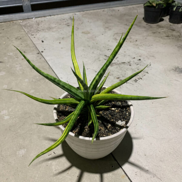 1087. Sanseveria Bunlo Torch Variegated