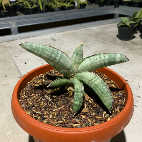 1089. Sanseveria Eilensis Size 18 Cm