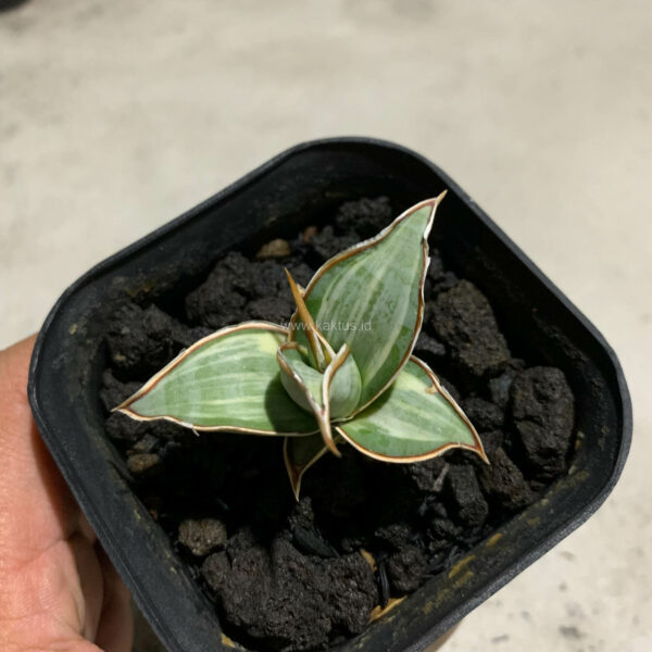 1090. Sansevieria Pinguicula White Variegated