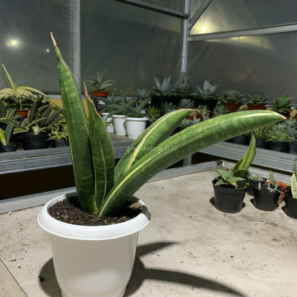 1091. Sansevieria Sinus Zimbabwe White Variegated