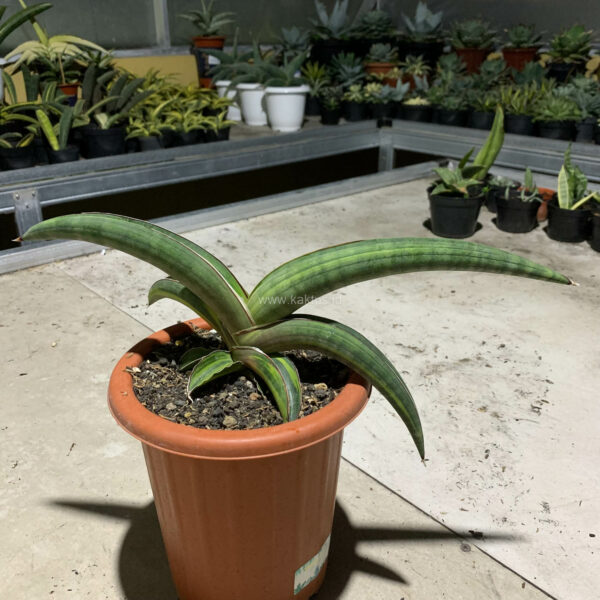 1092. Sansevieria Pfisteri Variegated