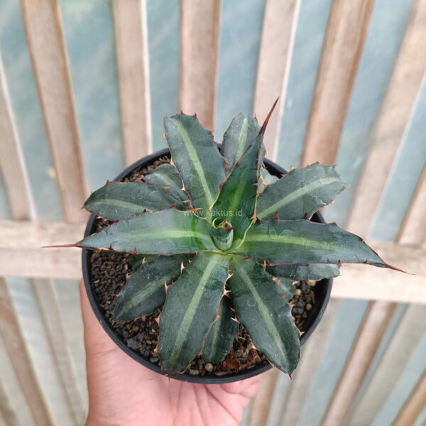 1093. Agave Lophantha Splendida