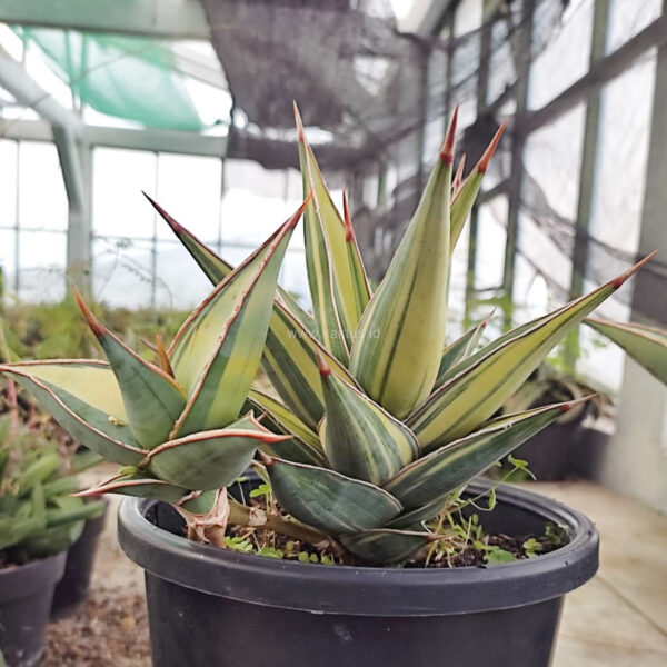 1094. Sansevieria Pinguicula Variegated Height 17 Cm With Baby