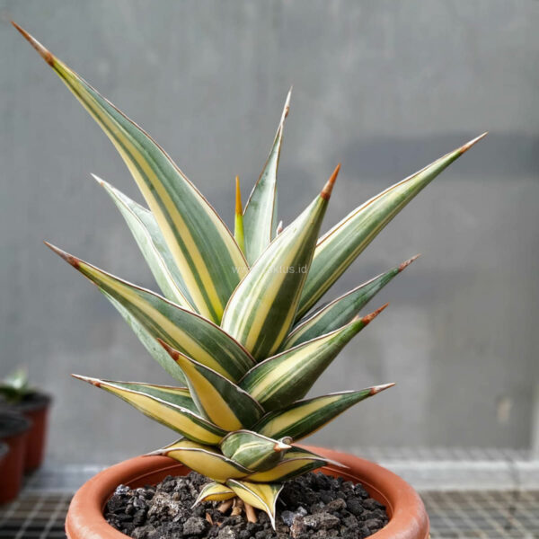 1096. Sansevieria Pinguicula Variegated Height 25 Cm