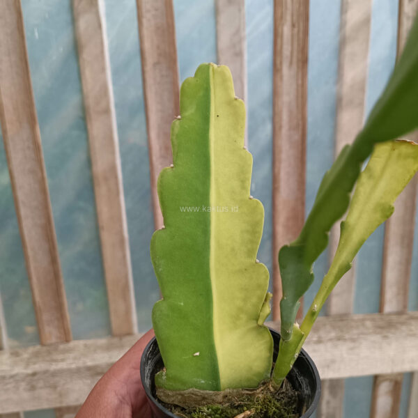 1097. Disocactus Angulige Variegated / Fish Bone Cactus Variegated / Zig Zag Cactus Variegated ( Appendix II – Special Permit Needed* )