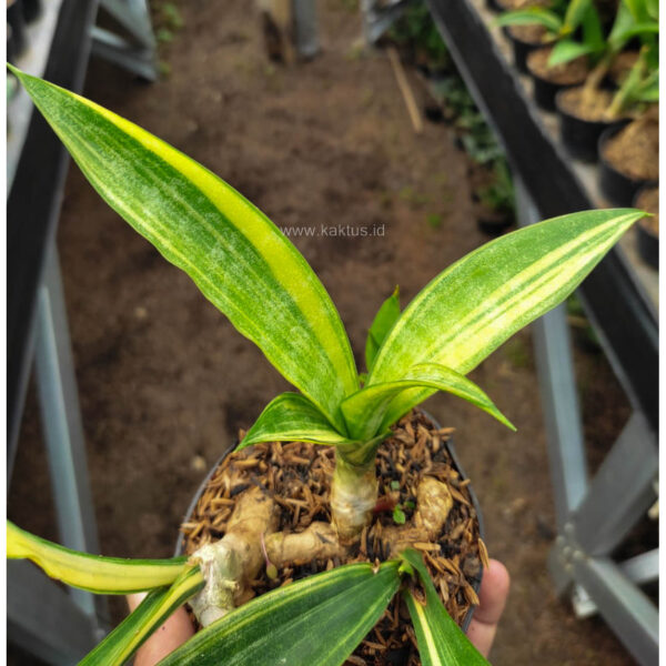 1104. Sanseveria Sinegambica Variegated