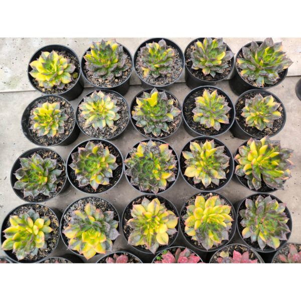 20 Pcs Echeveria Black Prince Variegated