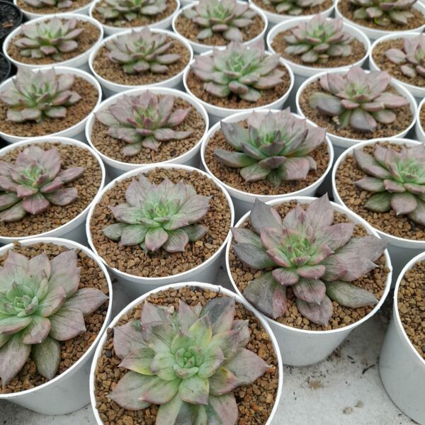 20 Pcs Echeveria Silver Prince