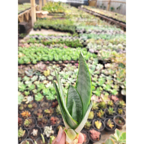 1098. Sansevieria Starburst / Sansevieria Hahnii Green Ice