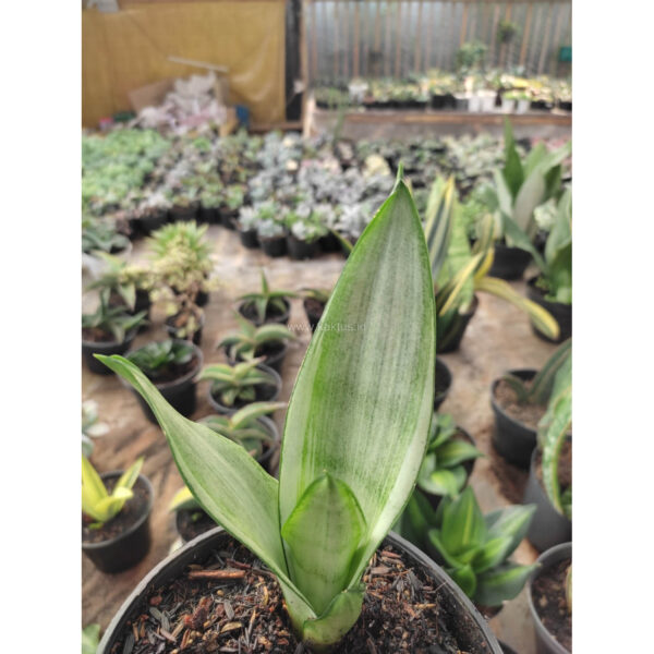 1099. Sansevieria Silver Angel