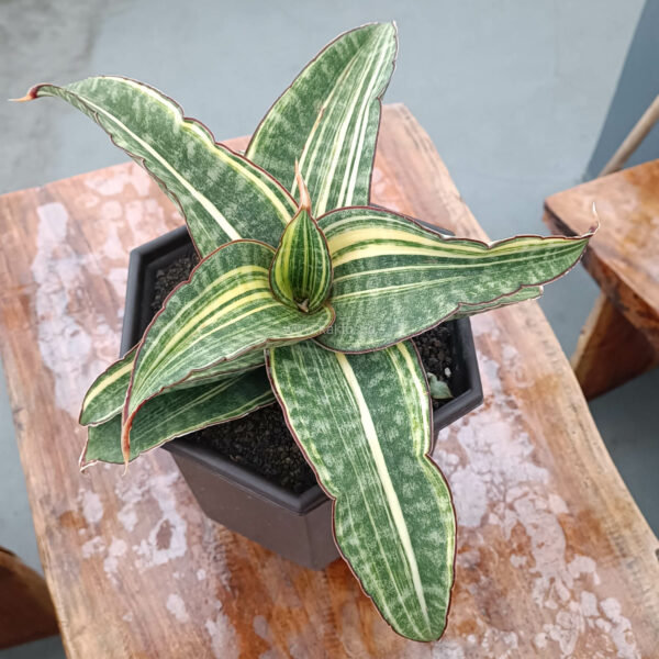 1107. Sansevieria Hawaiian Star Variegated Wide 35 Cm