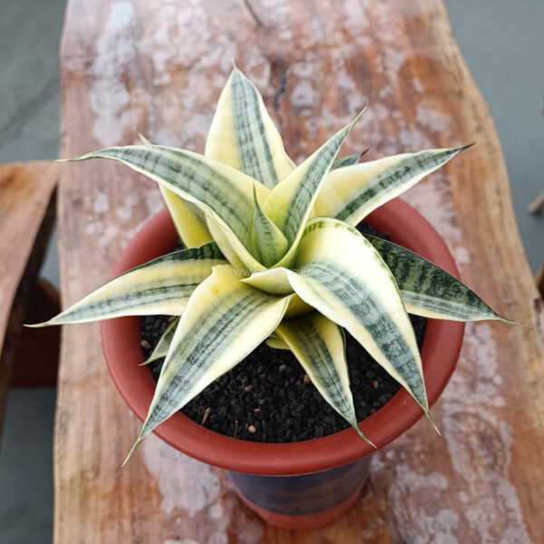 1110. Sansevieria Spider Variegated