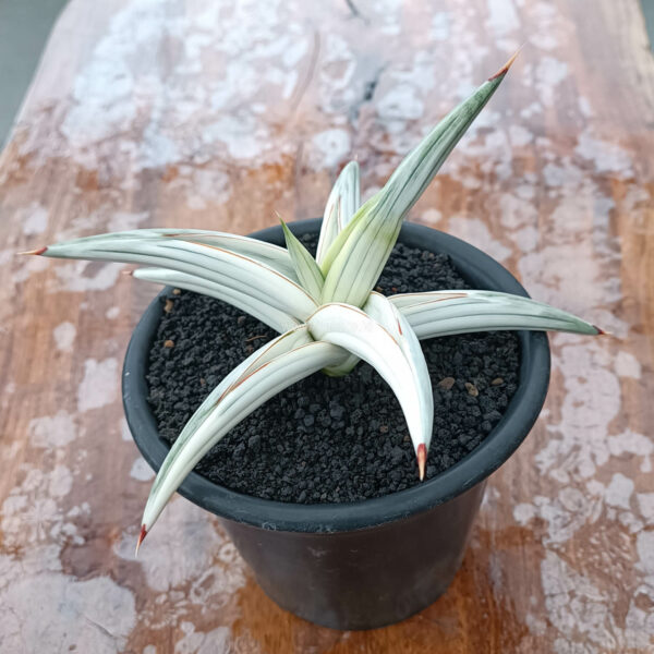 1112. Sansevieria Bella Platinum White Variegated