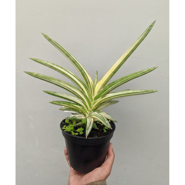 1113. Sansevieria Blue Clone White Variegated Wide 30 Cm