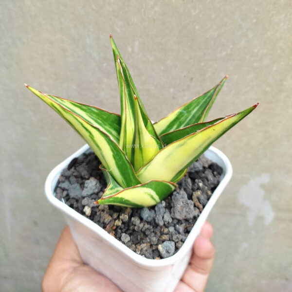 1116. Sansevieria Tower Hybrid Variegated