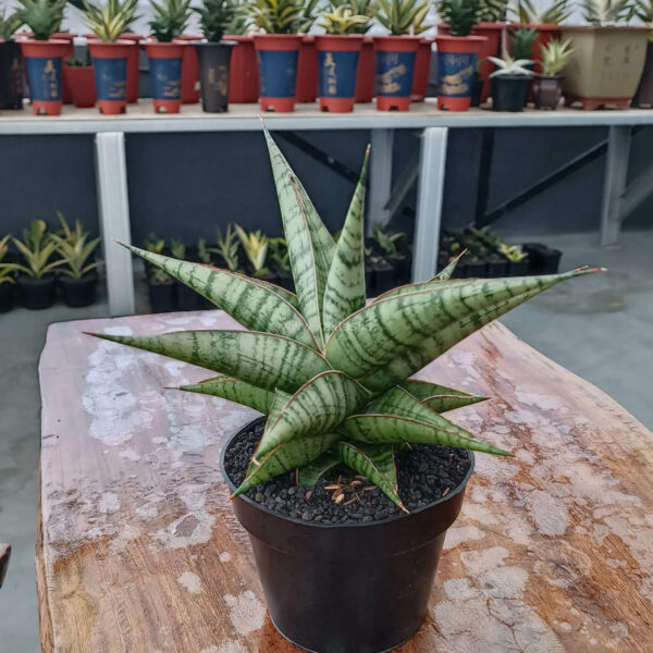 1119. Sansevieria Ghuto Hybrid