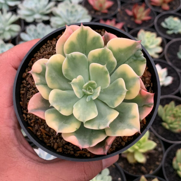 1121. Echeveria Raindrops Variegated