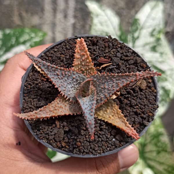 1122. Aloe Lavender Star