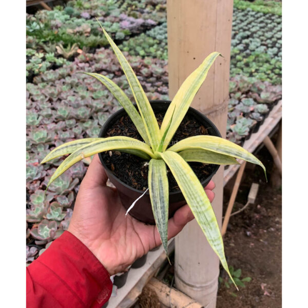 1125. Sansevieria Silver Silk