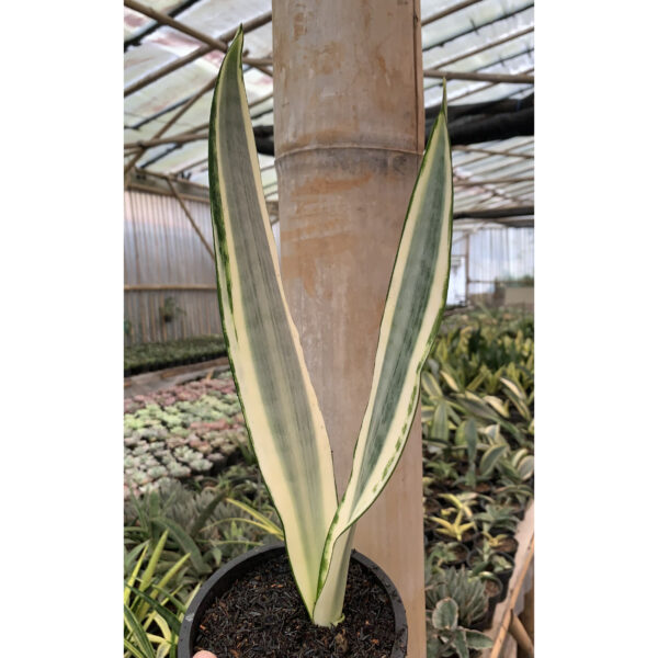 1126. Sansevieria Varii